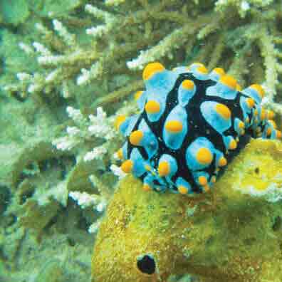 Kembali Coast Davao - Corel Reef